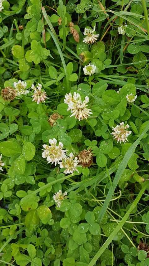 Les Plantes Fixatrice Dazote Les Jardins Du Paquis